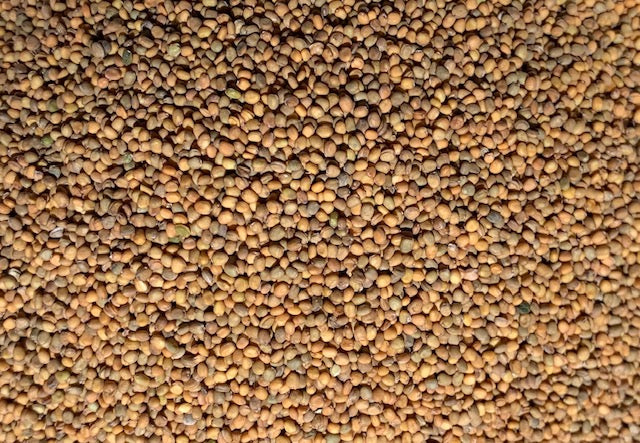 Organic Arugula Microgreen Seeds