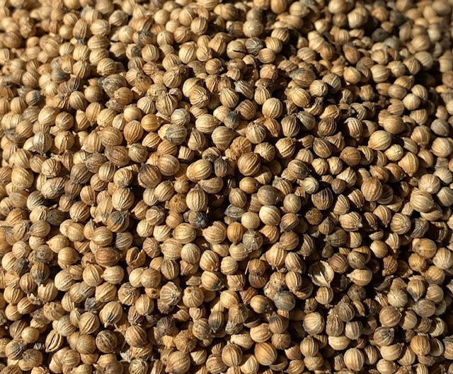Organic Cilantro Microgreen Seeds