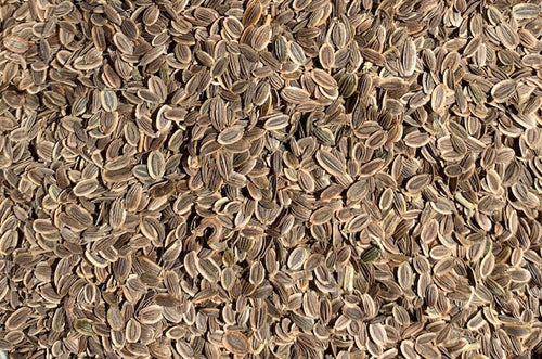 Organic Dill Sprouting Seeds