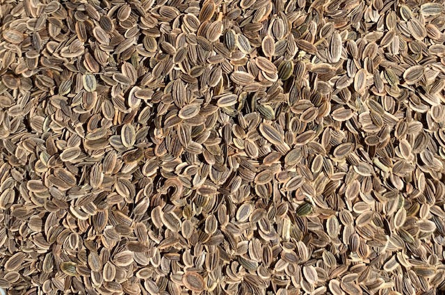 Organic Dill Microgreen Seeds