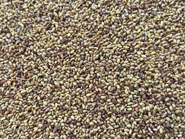 Organic Alfalfa Sprouting Seeds