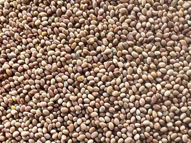 Organic Red (Crimson) Clover Sprouting Seeds