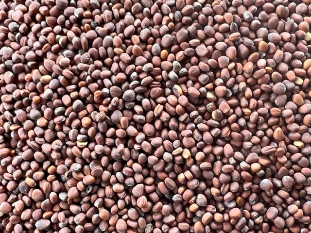 Organic Radish Sprouting Seeds