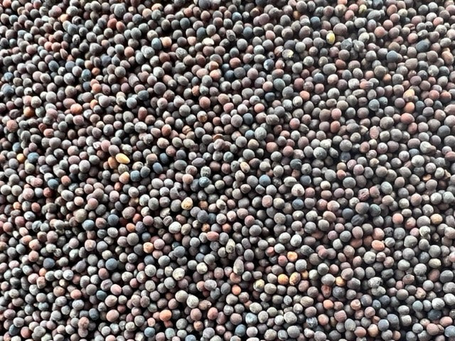 Organic Broccoli Sprouting Seeds