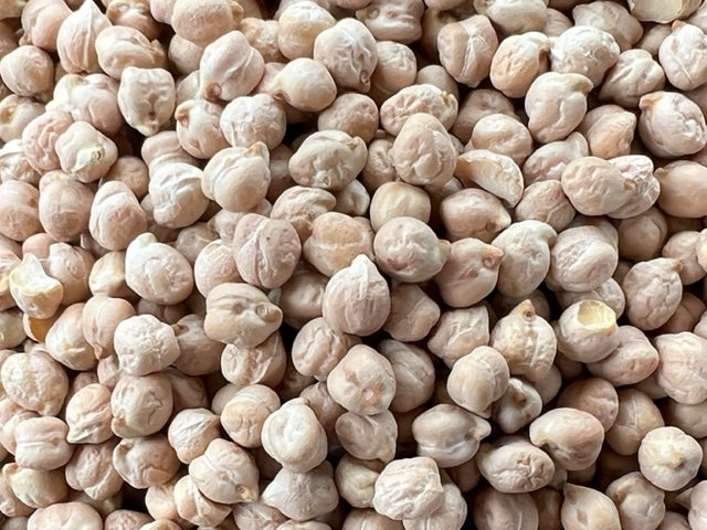 Organic Garbanzo Bean Sprouting Seeds