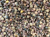 Organic Red, Green, and French Lentil Sprouting Seeds