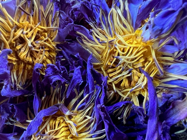 Organic Blue Lotus Flowers