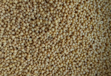 Organic Mustard Seed (Whole)