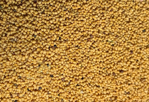 Organic Wasabi Mustard Sprouting Seeds