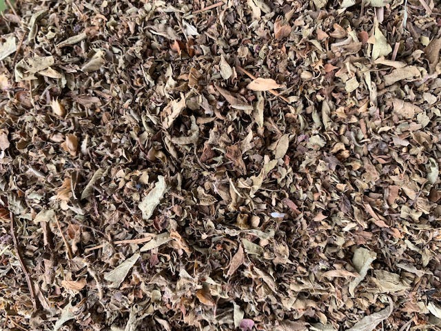 Organic Holy Basil (Krishna)