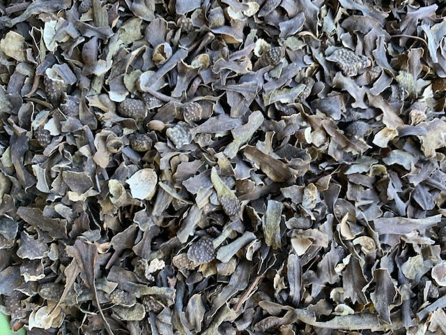 Organic Bladderwrack