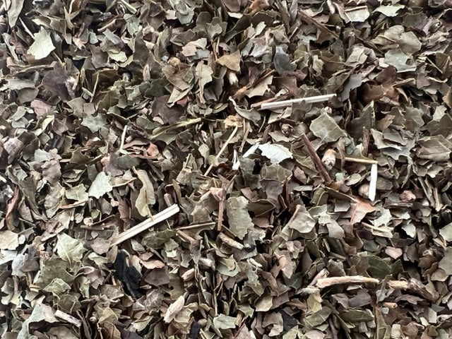 Organic Witch Hazel Leaf