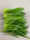 Organic Barley Grass Sprouting Seeds