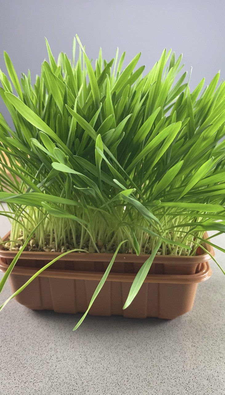 Organic Barley Grass Sprouting Seeds