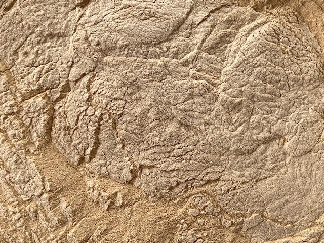 Organic American Ginseng Root Powder