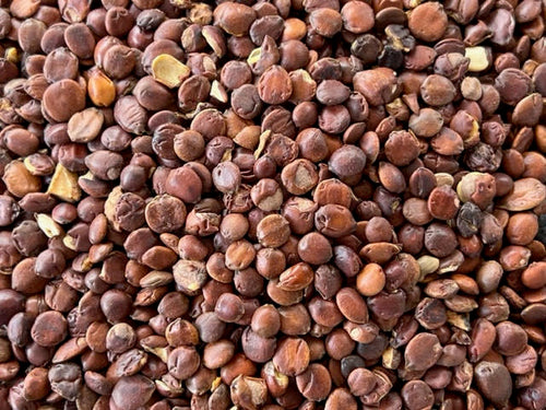 Organic Jujuba Seeds